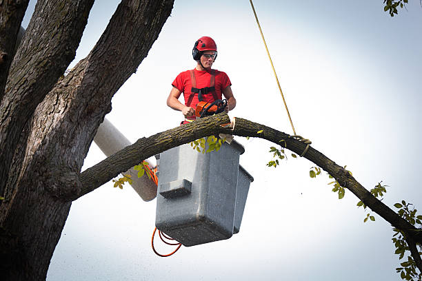 Professional Tree Services in Astatula, FL